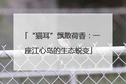 “猫耳”飘散荷香：一座江心岛的生态蜕变