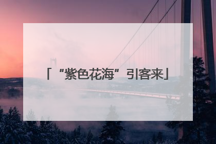 “紫色花海”引客来