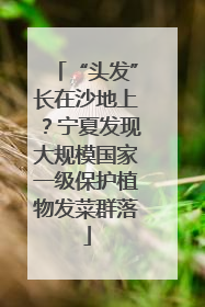 “头发”长在沙地上？宁夏发现大规模国家一级保护植物发菜群落