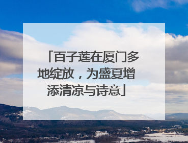百子莲在厦门多地绽放，为盛夏增添清凉与诗意
