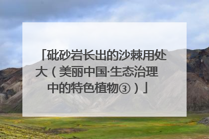 砒砂岩长出的沙棘用处大（美丽中国·生态治理中的特色植物③）