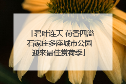 碧叶连天 荷香四溢 石家庄多座城市公园迎来最佳赏荷季