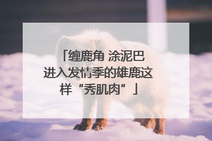 缠鹿角 涂泥巴 进入发情季的雄鹿这样“秀肌肉”