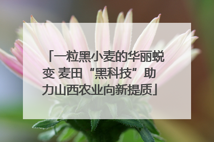 一粒黑小麦的华丽蜕变 麦田“黑科技”助力山西农业向新提质