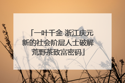 一叶千金 浙江庆元新的社会阶层人士破解荒野茶致富密码