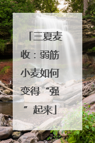 三夏麦收：弱筋小麦如何变得“强”起来