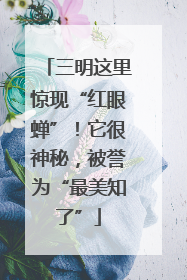 三明这里惊现“红眼蝉”！它很神秘，被誉为“最美知了”