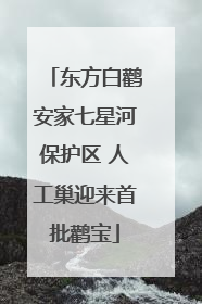 东方白鹳安家七星河保护区 人工巢迎来首批鹳宝