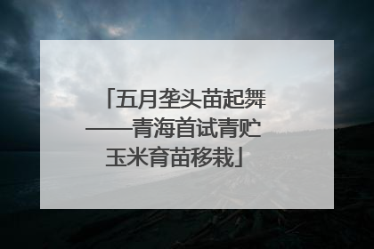 五月垄头苗起舞——青海首试青贮玉米育苗移栽