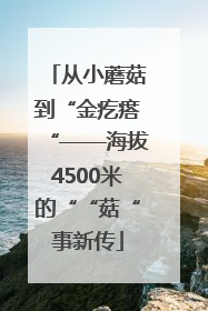 从小蘑菇到“金疙瘩“——海拔4500米的““菇“事新传