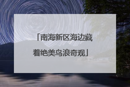 南海新区海边藏着绝美鸟浪奇观