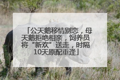 公天鹅移情别恋，母天鹅拒绝相亲，饲养员将“新欢”送走，时隔10天原配重逢