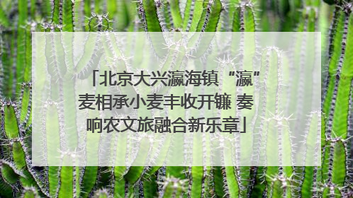 北京大兴瀛海镇“瀛”麦相承小麦丰收开镰 奏响农文旅融合新乐章