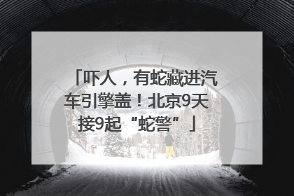 吓人，有蛇藏进汽车引擎盖！北京9天接9起“蛇警”