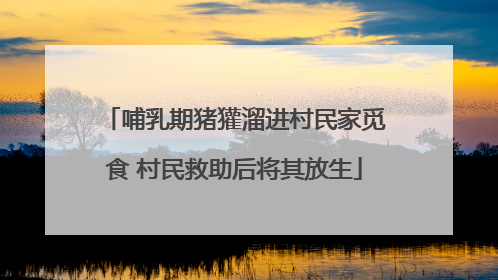 哺乳期猪獾溜进村民家觅食 村民救助后将其放生