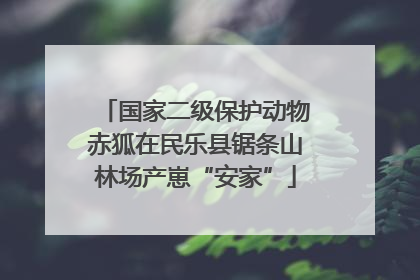 国家二级保护动物赤狐在民乐县锯条山林场产崽“安家”