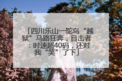 四川乐山一鸵鸟“越狱”马路狂奔，目击者：时速超40码，还对我“笑”了下