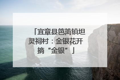 宜章县笆篱镇坦灵祠村：金银花开摘“金银”