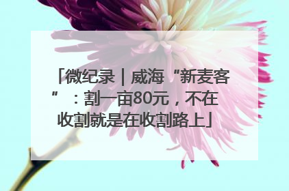 微纪录｜威海“新麦客”：割一亩80元，不在收割就是在收割路上