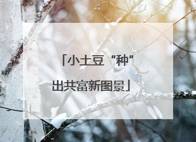 小土豆“种”出共富新图景