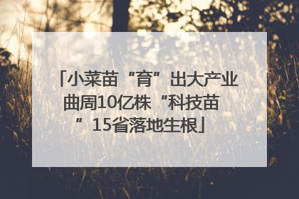 小菜苗“育”出大产业 曲周10亿株“科技苗”15省落地生根