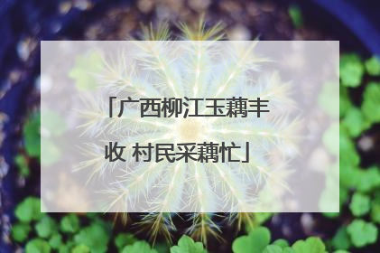 广西柳江玉藕丰收 村民采藕忙