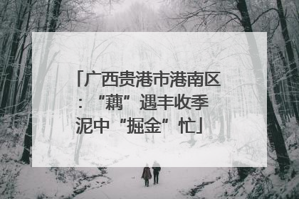 广西贵港市港南区：“藕”遇丰收季 泥中“掘金”忙