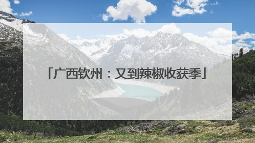 广西钦州：又到辣椒收获季