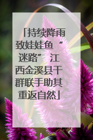 持续降雨致娃娃鱼“迷路” 江西金溪县干群联手助其重返自然
