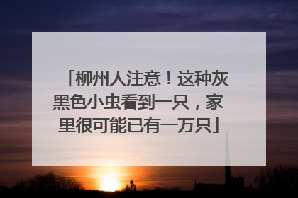柳州人注意！这种灰黑色小虫看到一只，家里很可能已有一万只