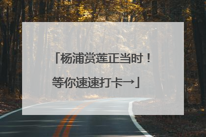 杨浦赏莲正当时！等你速速打卡→