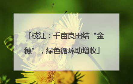 枝江：千亩良田结“金穗”，绿色循环助增收