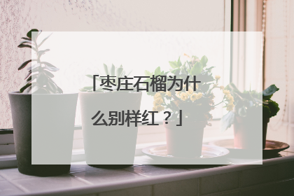 枣庄石榴为什么别样红？