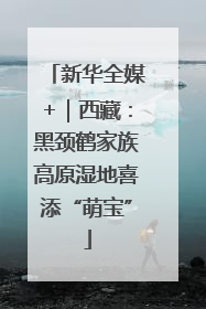 新华全媒+｜西藏：黑颈鹤家族高原湿地喜添“萌宝”