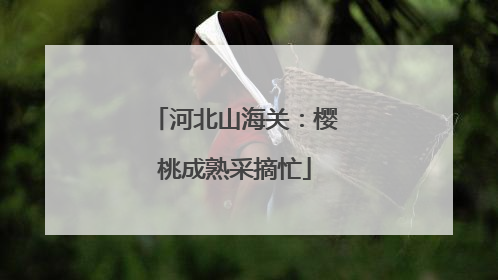 河北山海关：樱桃成熟采摘忙