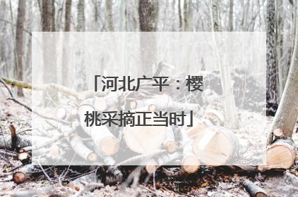 河北广平：樱桃采摘正当时