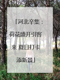 河北辛集：荷花盛开引客来 夏日打卡添新景