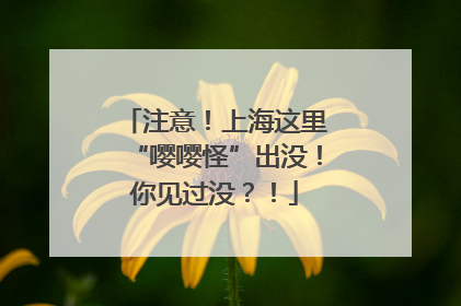 注意！上海这里“嘤嘤怪”出没！你见过没？！