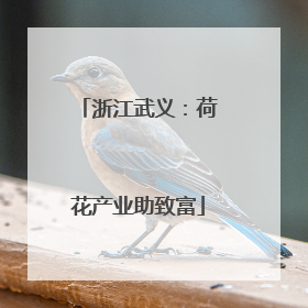 浙江武义：荷花产业助致富