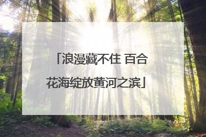 浪漫藏不住 百合花海绽放黄河之滨