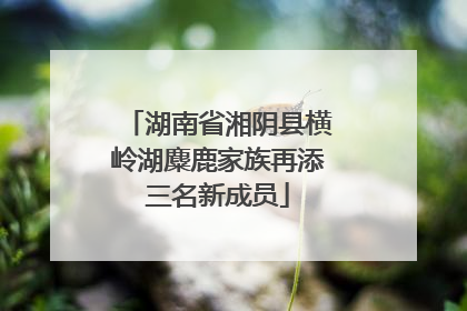 湖南省湘阴县横岭湖麋鹿家族再添三名新成员