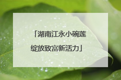 湖南江永小碗莲绽放致富新活力