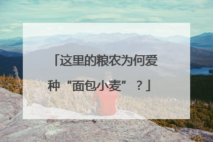 这里的粮农为何爱种“面包小麦”？