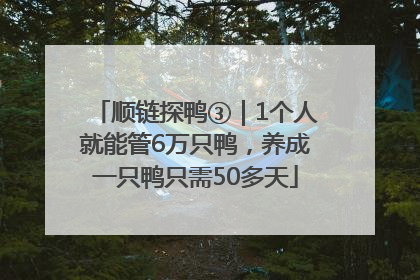 顺链探鸭③｜1个人就能管6万只鸭，养成一只鸭只需50多天