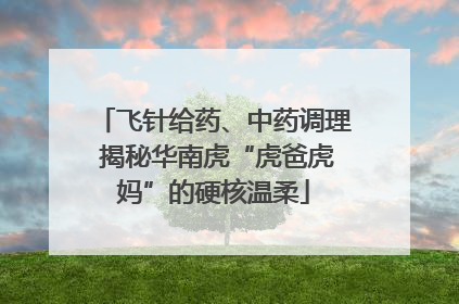 飞针给药、中药调理 揭秘华南虎“虎爸虎妈”的硬核温柔