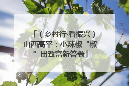 （乡村行·看振兴）山西高平：小辣椒“椒”出致富新答卷