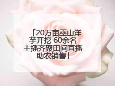 20万亩巫山洋芋开挖 60余名主播齐聚田间直播助农销售